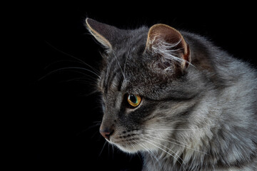 Black cat on a black background. Close-up view head and face of an elegant pet