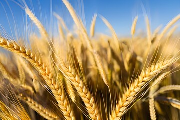 The golden field is adorned with delicate ears of wheat, creating a breathtaking sigh