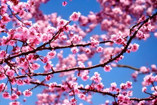 In full bloom, the pink cherry tree creates a breathtaking scene against the blue expanse above