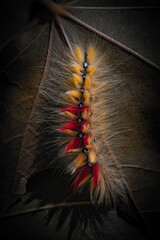 Sycamore caterpillar on leaf