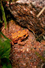 Obraz premium Small frog sitting on stone in nature