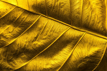 Close Up Patterns on gold leaf from Bodhi tree Isolated, planted in Thai temples. (also known as bo...