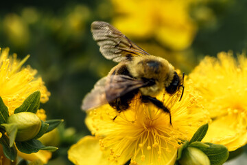 Species hypericum calycinum with pollinizing bee.