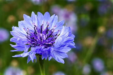 Centaurea Cyanus Flower in close