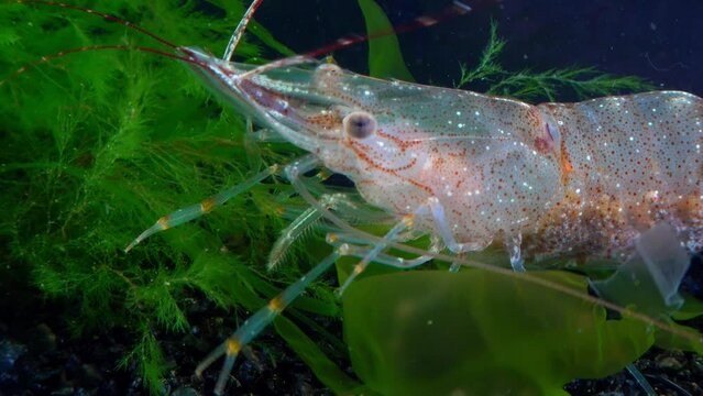 Close-up, Shrimp Baltic prawn (Palaemon adspersus). Black Sea
