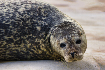 Seehund- Phoca vitulina - Portrait des Tieres / Robbe am Strand