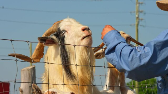 Funny pair of goats with goatee shows their tongues and cute faces while eating fresh vegetables from tourist hands. Hairy goats with long curvy horns at summer day in the farm.
