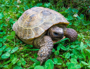 Close-up of a land turtle among bright green grass
