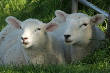two lambs on field