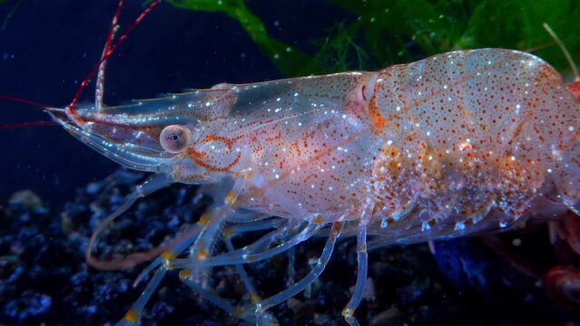 Close-up, Shrimp Baltic prawn (Palaemon adspersus). Black Sea