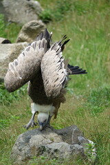 vautour à l'atterrissage (vertical)