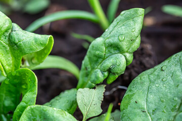 infested with aphids spinach leaves in a farm field. The natural environment aids in the growth of vibrant and disease-resistant plants.