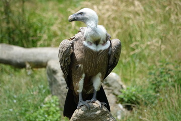 vautour sur un rocher dans les pyrénées