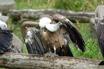 vautour toilette ses plumes
