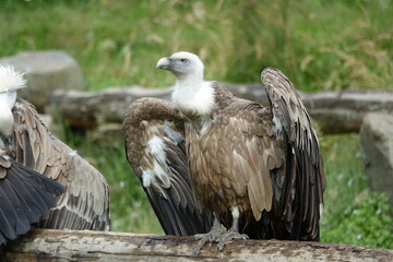 vautour posé dans les pyrénées 
