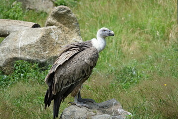 vautour sur un rocher vue profil