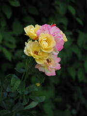 yellow rose in garden