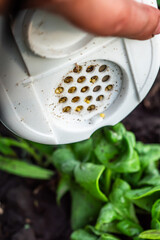 The farmer scatters millet to protect the spinach from ants and aphids. Green, fresh young spinach leaves infested with aphids. The curling of the leaves spinach leaves
