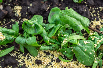 Millet to protect against ants and aphids affected by diseased spinach.