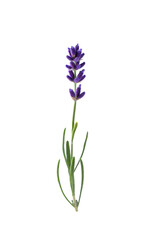 Lavender flower isolated on transparent background. A twig of lavender flower with leaves for design.