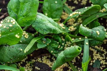 Millet to protect against ants and aphids affected by diseased spinach.