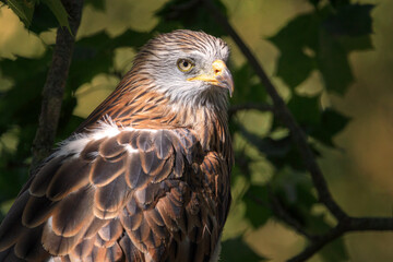 Milvus milvus - The red kite is a medium-large bird of prey in the family Accipitridae