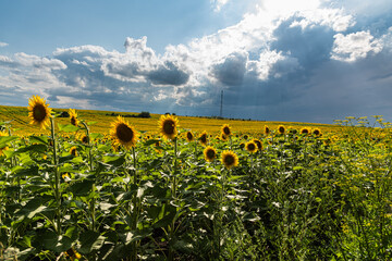 A sunflower field in the middle of summer in Ukraine before a thunderstorm