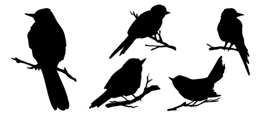 Set of bird silhouettes .Vector graphics.