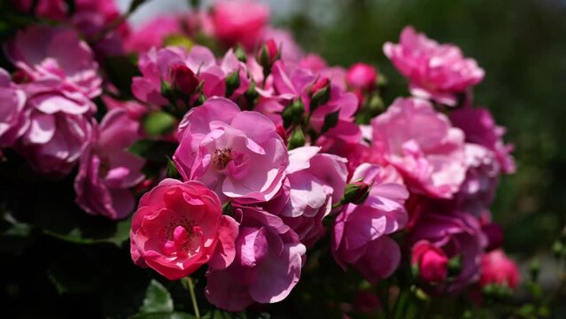 pink roses on a sunny day in the garden sway in the wind. Nature, summer, parks travel concept.