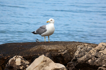 Seagull sits on the shore in the morning