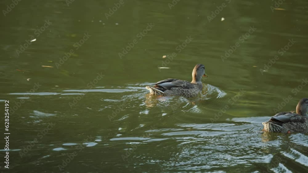 Wall mural duck in slow motion. duck swimming in the river. duck close-up.duck in wildlife on a river.