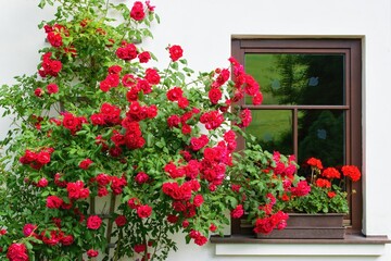 Fototapeta na wymiar Summer garden scene. House windows with geranium flowers and bloonming roses - climbers or ramblers