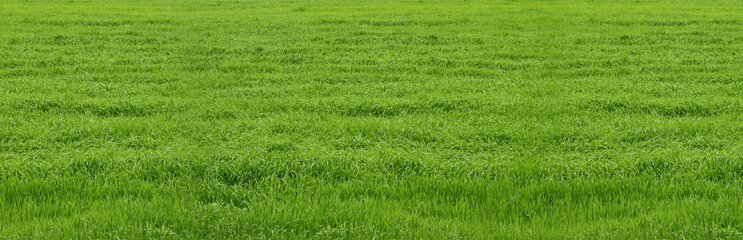 Banner with fresh green grass. Texture of green grass.