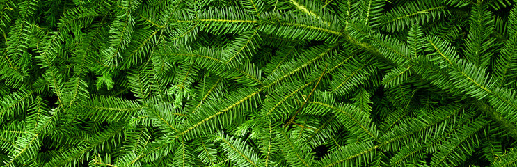 Banner with fresh branches from a Christmas tree. Background with green Christmas tree branches suitable for festive banner and advertisement design.  Flat lay mockup design.