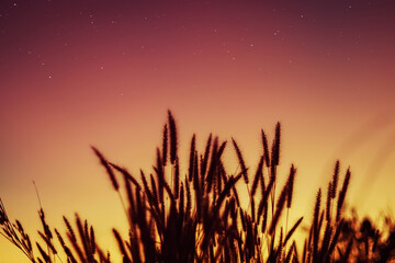Grass flowers during the sunset. Shadow of plants with light in warm tone. Evening time on the...