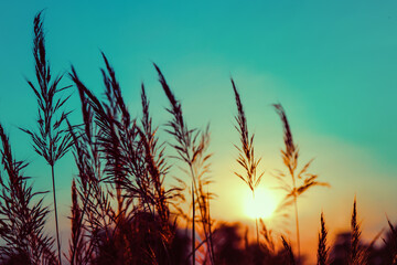 Grass flowers during the sunset. Shadow of plants with light in warm tone. Evening time on the hill. Soft focus in nature nackground.The image depicts loneliness without people. - obrazy, fototapety, plakaty