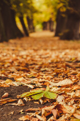 Colorful falling autumn leaves. View through the autumn foliage in park forest. Golden tree leaves. Beautiful tree with yellow leaves in autumn forest. Path littered with autumn leaves. Nature fall