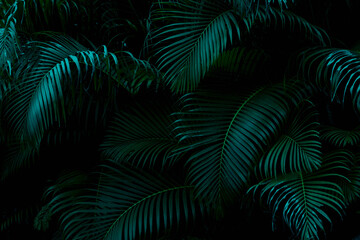 Tropical Palm leaves in the garden, Green leaves of tropical forest plant for nature pattern and...