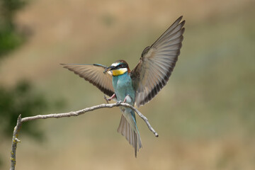 European bee-eater - Merops apiaster landing on perch with spread wings at light background. Photo from Ognyanovo in Dobruja, Bulgaria.