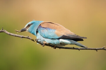 European roller - Coracias garrulus perched with insect in beak at light brown background. Photo from Ognyanovo in Dobruja, Bulgaria.
