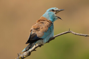 Naklejka premium European roller - Coracias garrulus perched, calling with open beak at light brown background. Photo from Ognyanovo in Dobruja, Bulgaria.