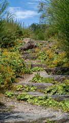 Fototapeta na wymiar Stairs made of stones surrounded by green plants and trees