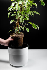 Girl transplants a potted flower from a small flower pot into a larger one.  Ficus transplant.  The concept of transplanting indoor flowers