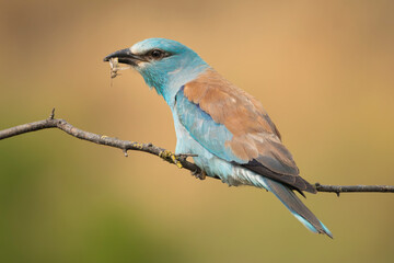 European roller - Coracias garrulus perched with insect in beak at light brown background. Photo from Ognyanovo in Dobruja, Bulgaria.	