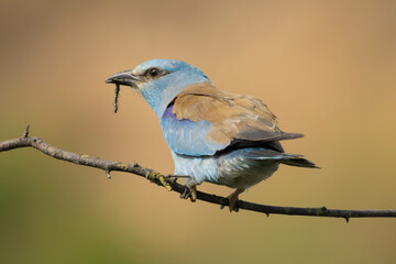 European roller - Coracias garrulus perched with insect in beak at light brown background. Photo from Ognyanovo in Dobruja, Bulgaria.