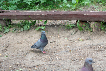 photo of pigeons walking on the ground