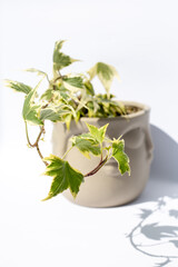 Ivy plant in pot on white background 
