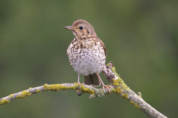 song thrush - Turdus philomelos perched at green background. Photo from Ognyanovo in Dobruja, Bulgaria.