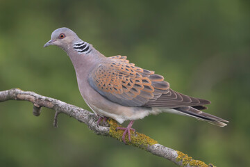 European turtle dove - Streptopelia turtur perched at dark green background. Photo from Ognyanovo in Dobruja, Bulgaria.