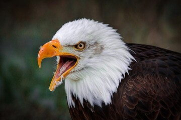 american bald eagle